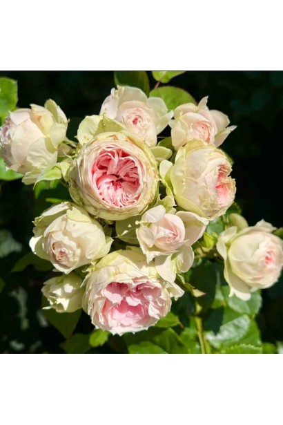 Роза бело-розовая Помпон Фловер Циркус